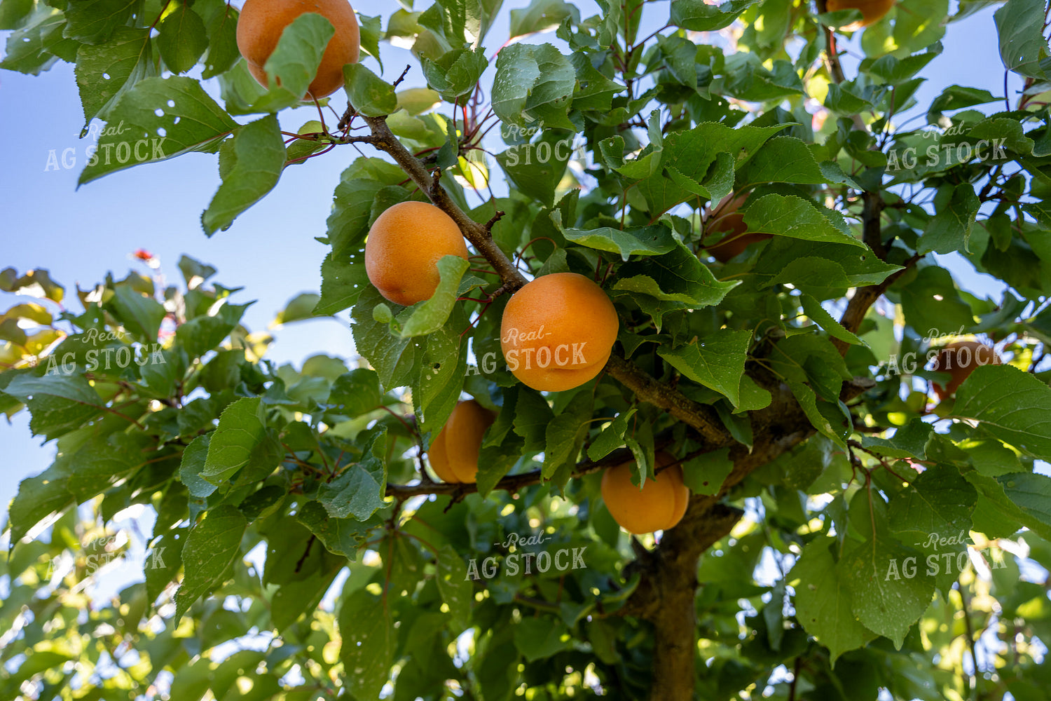 Apricots 65788
