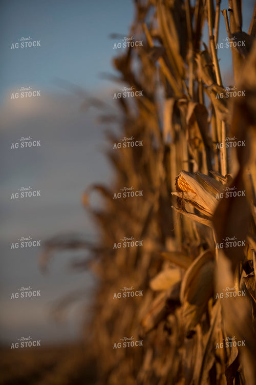 Corn - Dry 1323