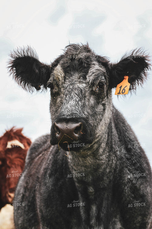 Cattle on Pasture 160504
