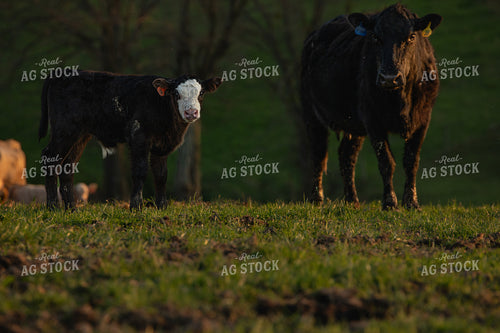 Cattle on Pasture 189023