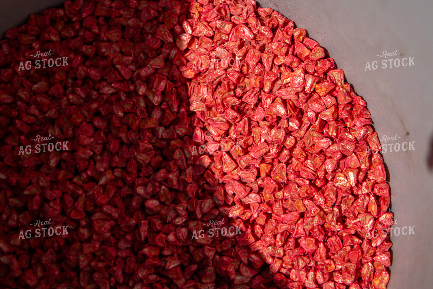 Sweet Corn Seed 157299