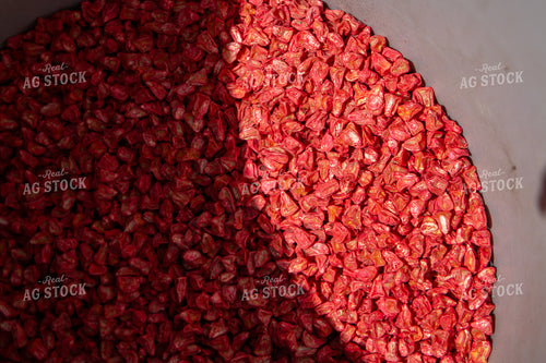 Sweet Corn Seed 157299