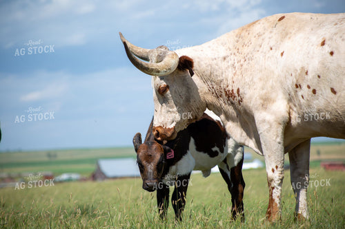 Texas Longhorn Cow and Calf Pair in Summer Pasture 406083