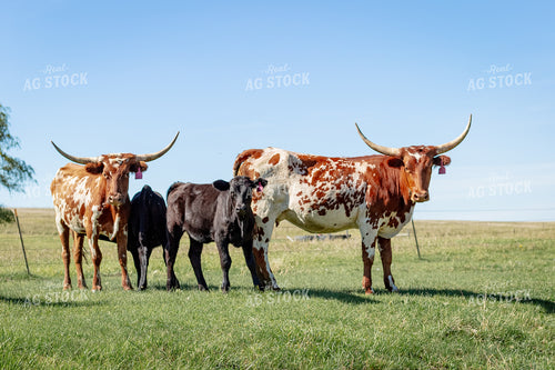 Longhorn Cattle Cow Calf Pairs 155305