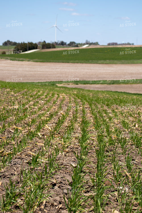 Early Wheat 67067