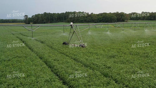 Cotton Field with Pivot Irrigation 79335