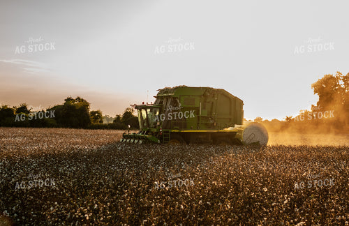 Cotton Harvest 59067