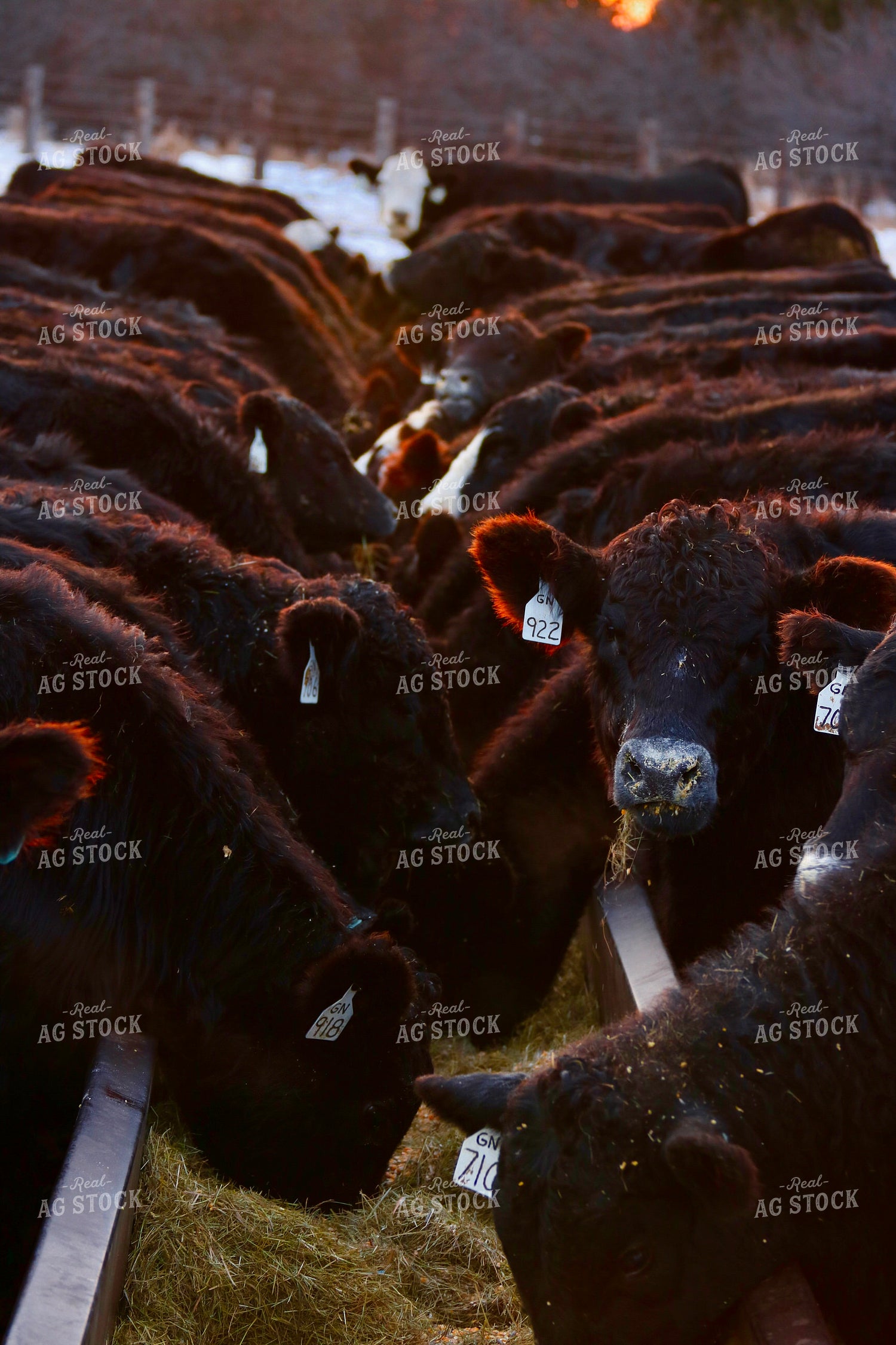 Cattle Eating at Feed Bunk 299306