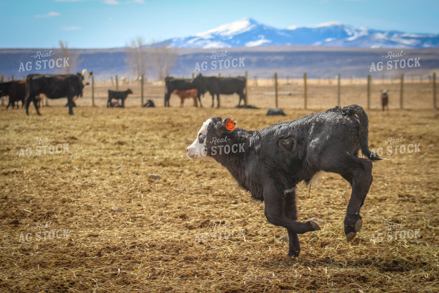 Black Baldy Calf in Pasture 78074