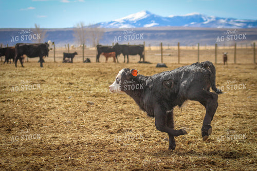 Black Baldy Calf in Pasture 78074