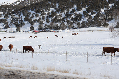 Red Angus Cattle on Snowy Pasture 102034