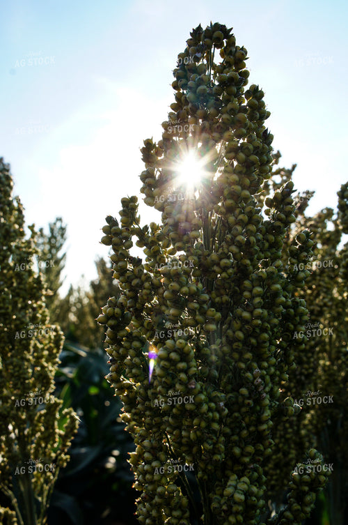 Sorghum 156011
