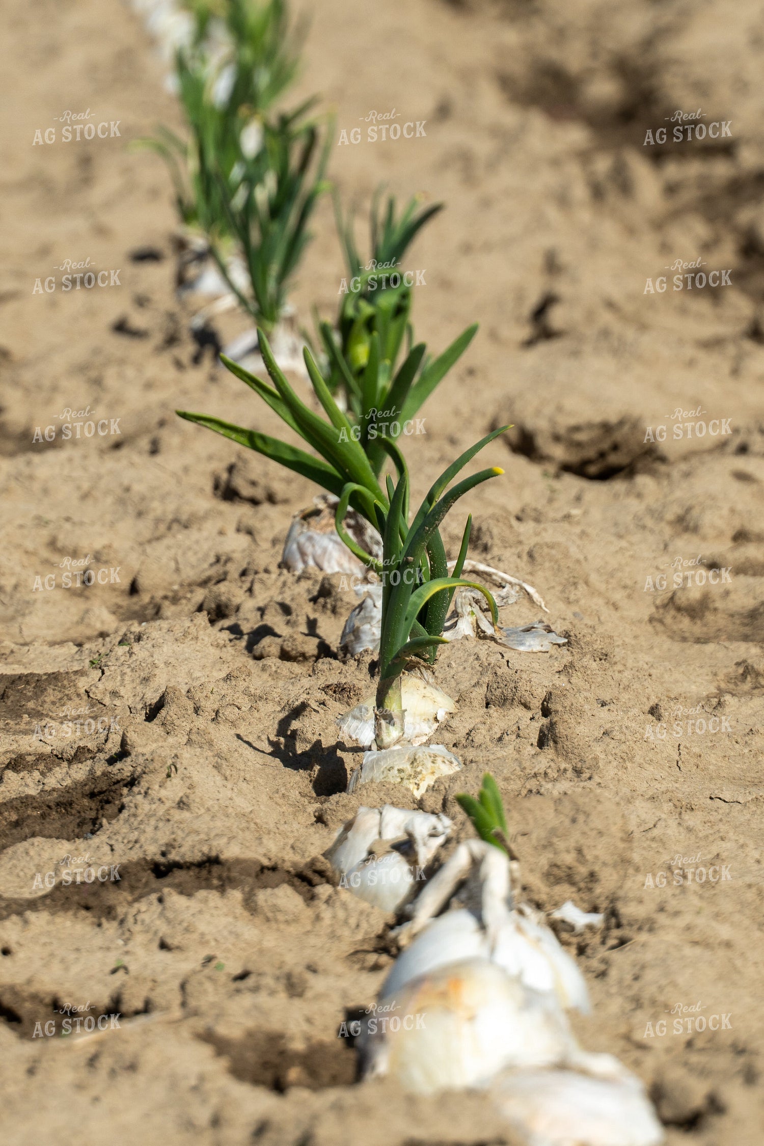 Onion Field 65670