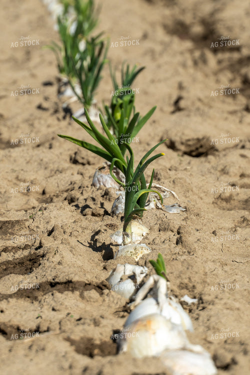 Onion Field 65670