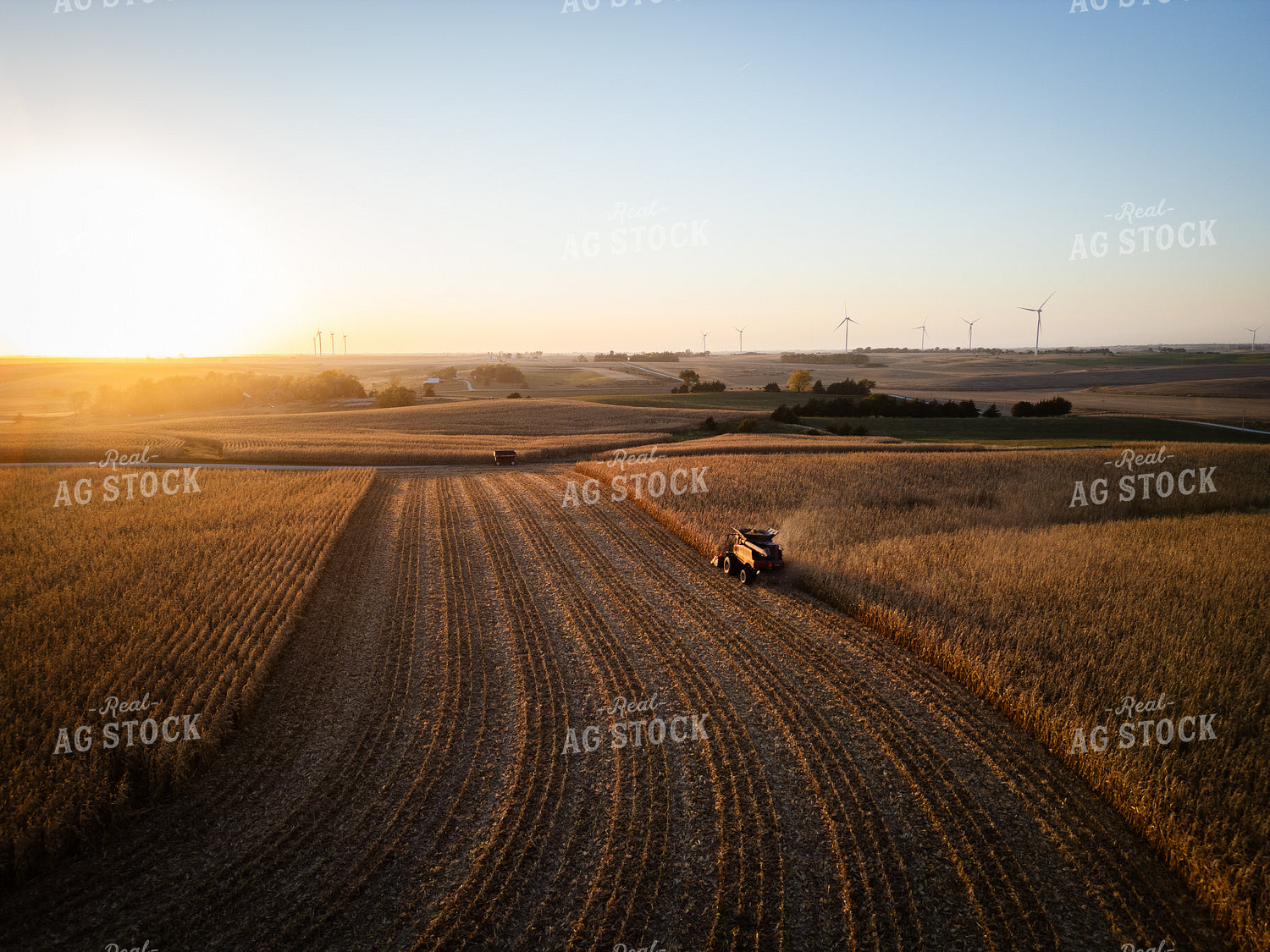 Corn Harvest 67965
