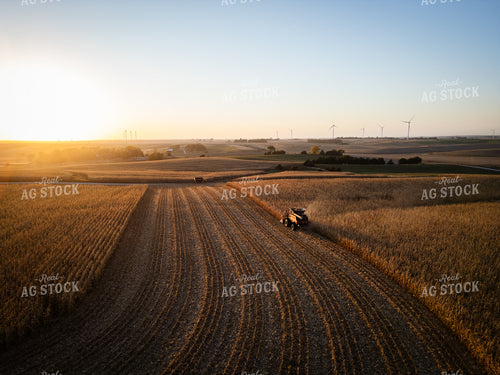 Corn Harvest 67965
