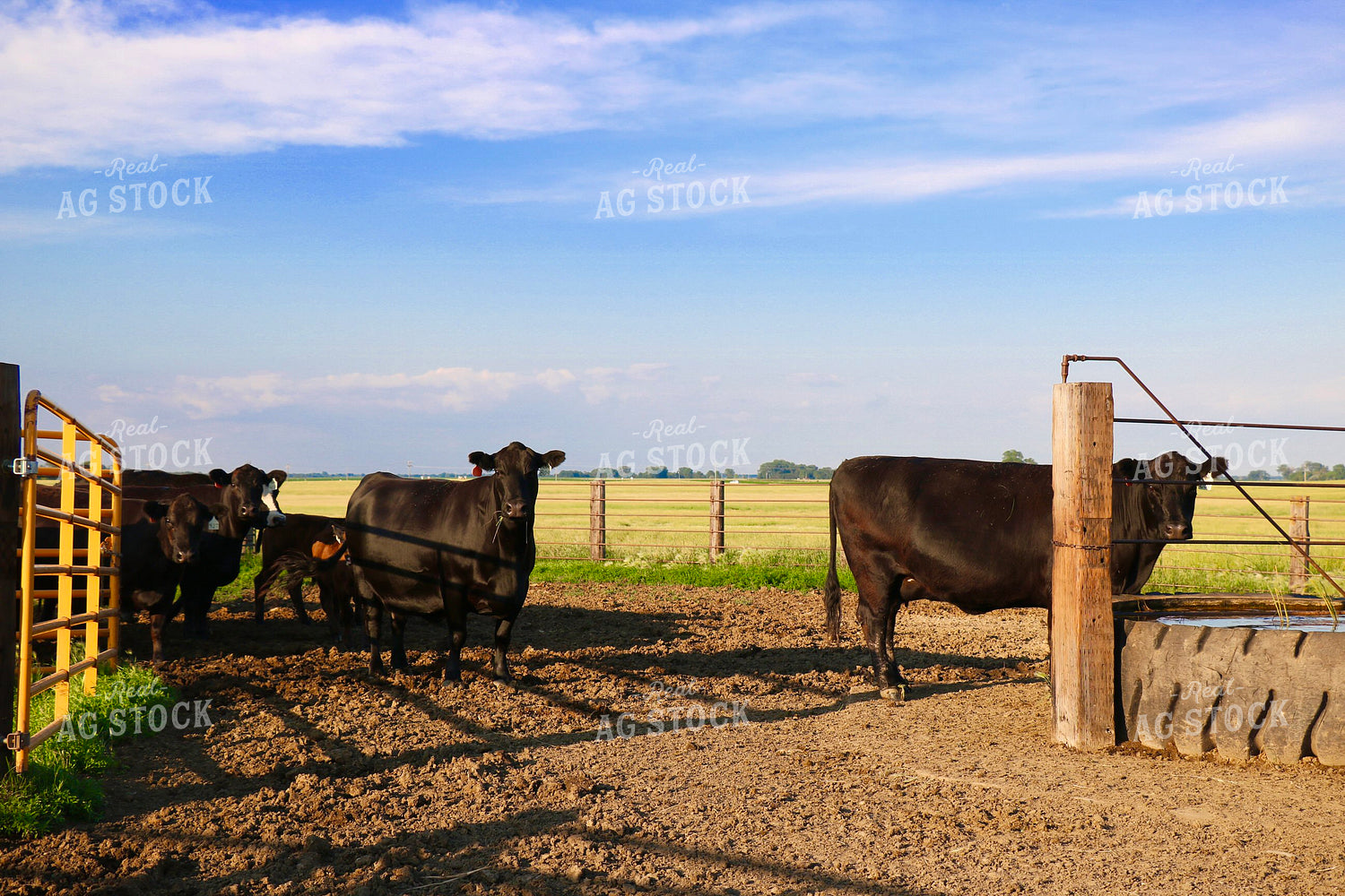 Black Angus Cattle 299203