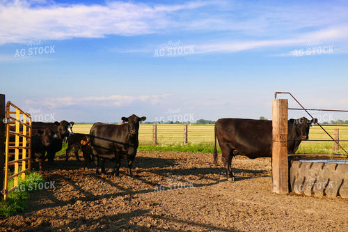 Black Angus Cattle 299203