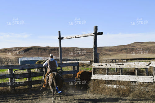 Rancher Moving Cattle on Horseback 284017