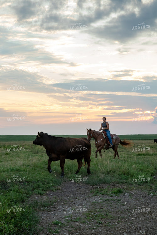 Herding Cattle on Horseback 67487