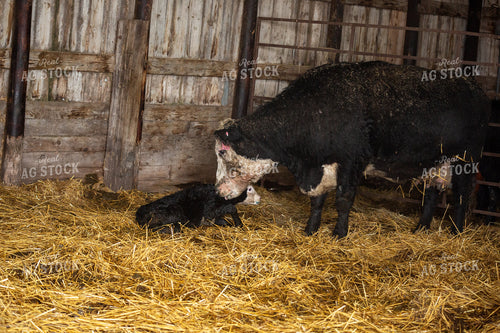 Newborn Calf and Cow 155462