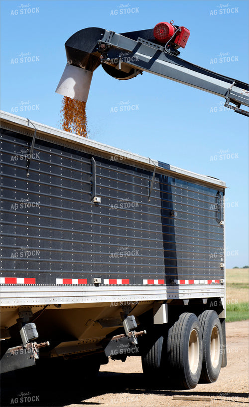 Loading Grain in Semi Trailer 141620
