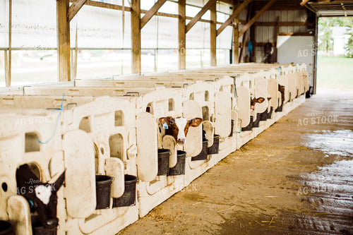 Dairy 2721