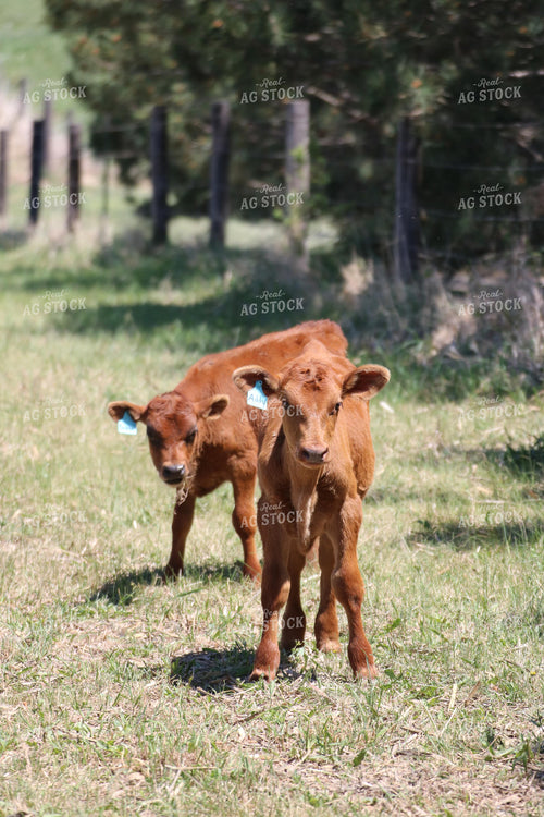 Red Angus Calves 82065