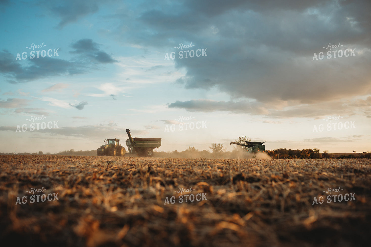 Combine Cutting Soybeans at Sunset 3464