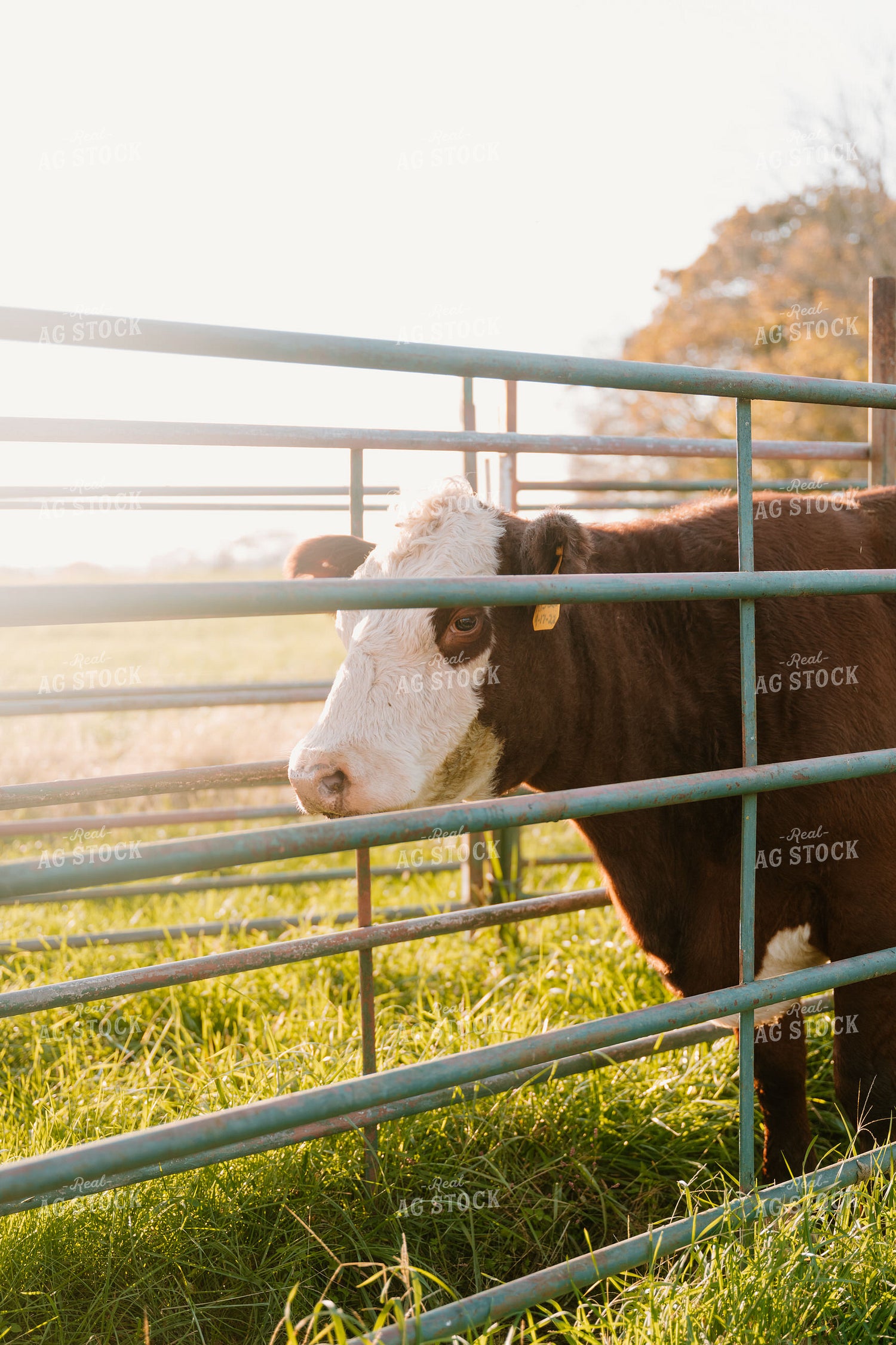 Hereford Cattle 125347