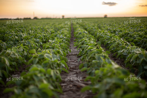 Mid-Season Soybeans 93108
