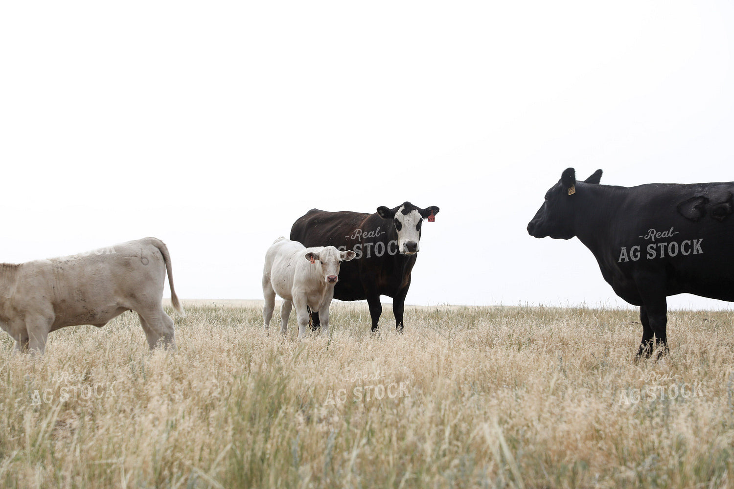 Cross Cattle on Pasture 117251