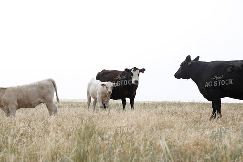 Cross Cattle on Pasture 117251