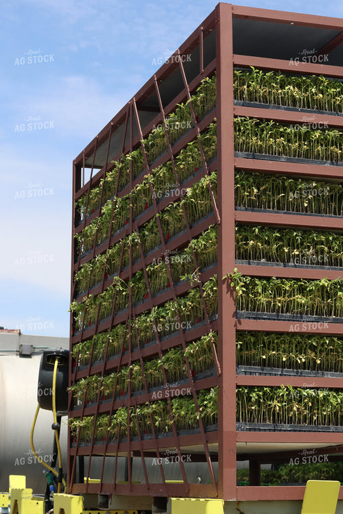 Planting Tomatoes 109162