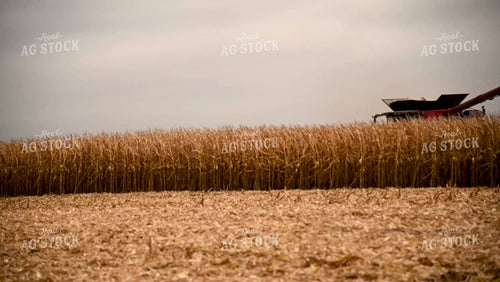 Harvesting Corn on Flat Ground - 443