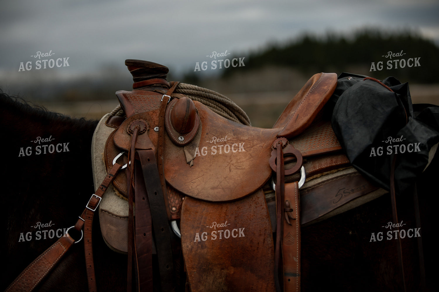 Saddle on Horse 304065