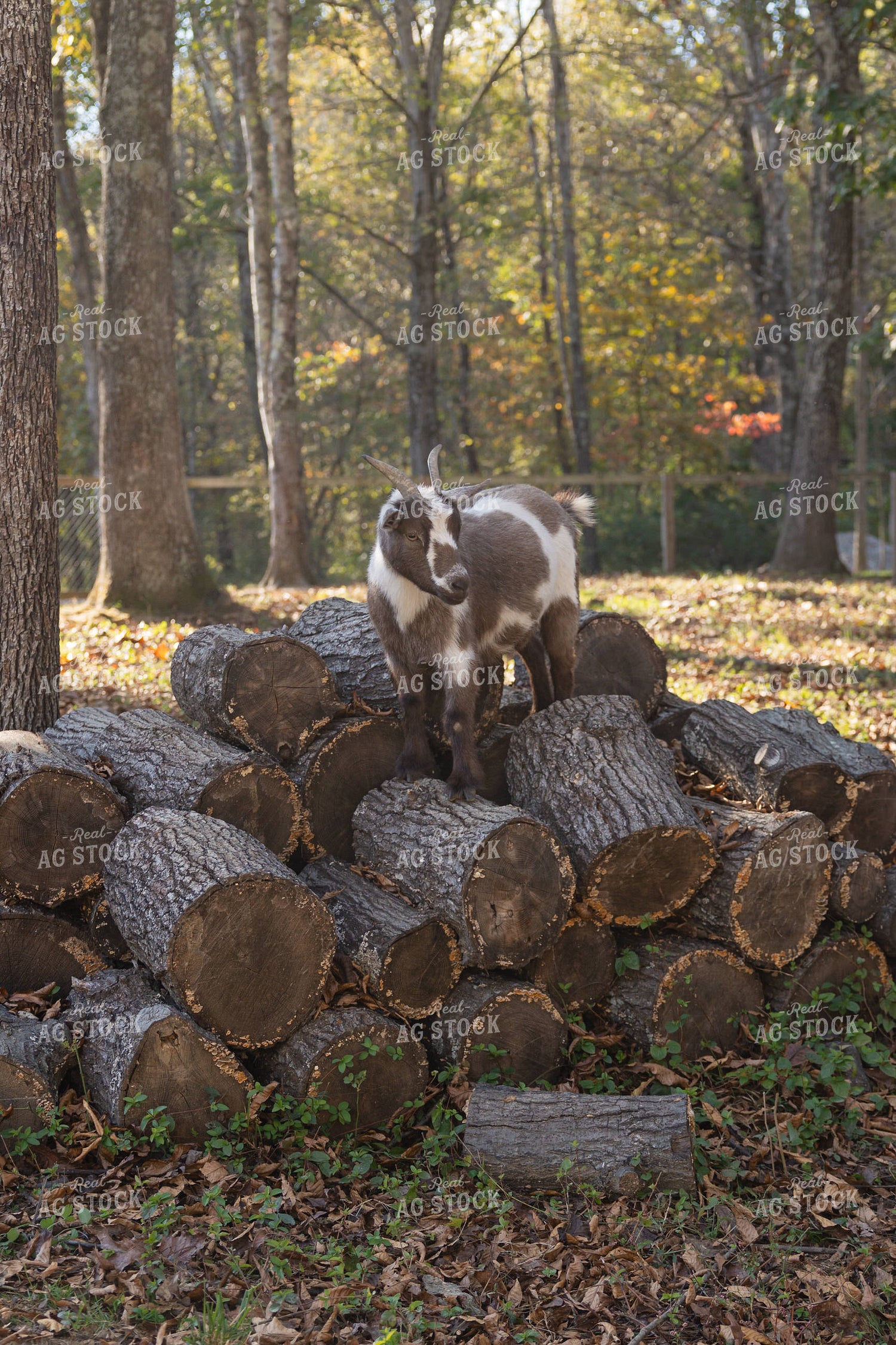 Goat 52979