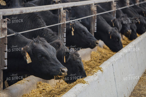 Cattle in Feedlot 156046
