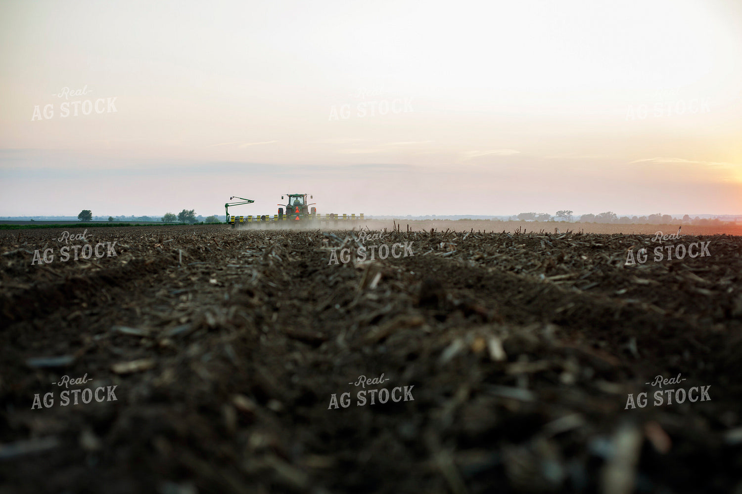 Planting 1954