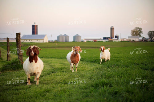Goats in Farmyard 93142