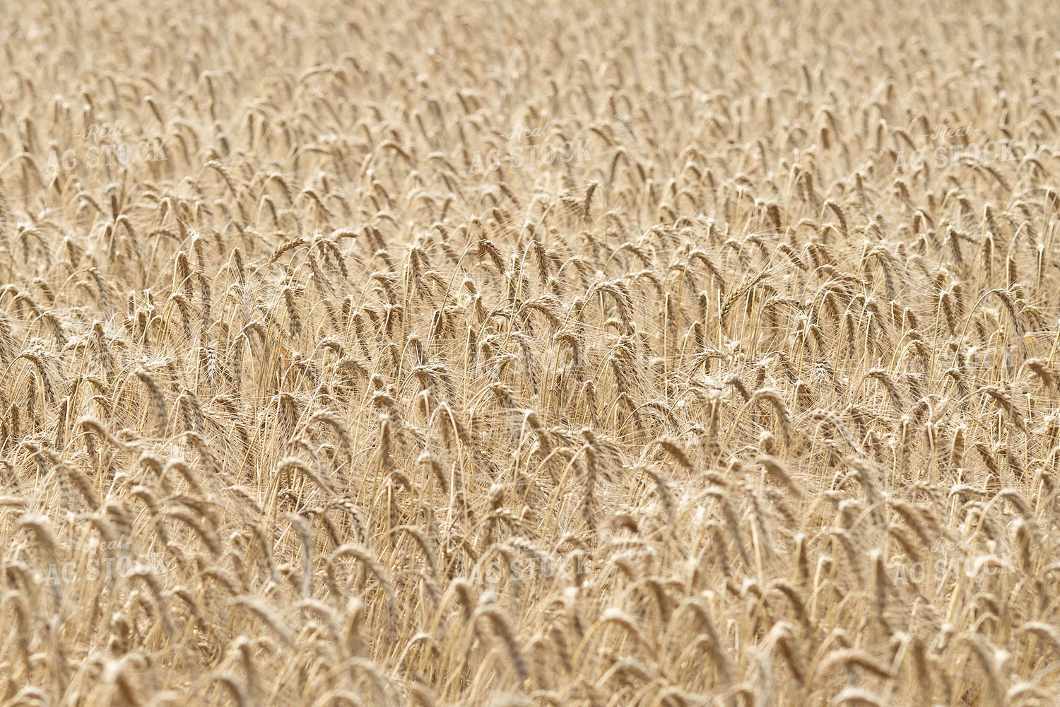 Wheat Field 91048