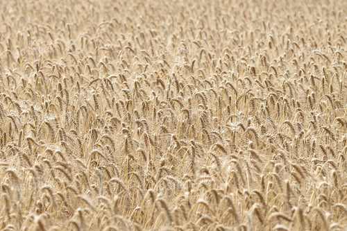 Wheat Field 91048