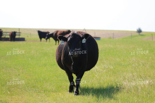 Black Angus Cow 82069