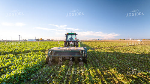 Defoliating Sugar Beets 56570