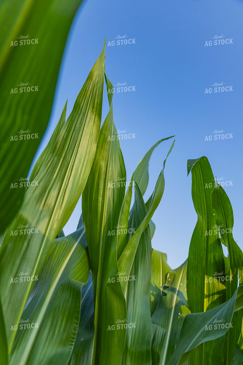 Mid-Season Corn Field 291103