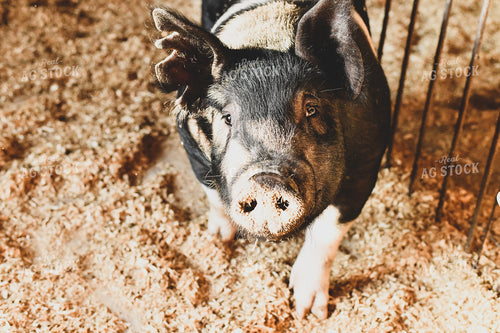 Pig in Pen with Shavings 86020