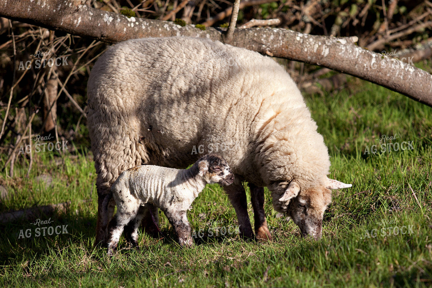 Ewe and Lamb 181003