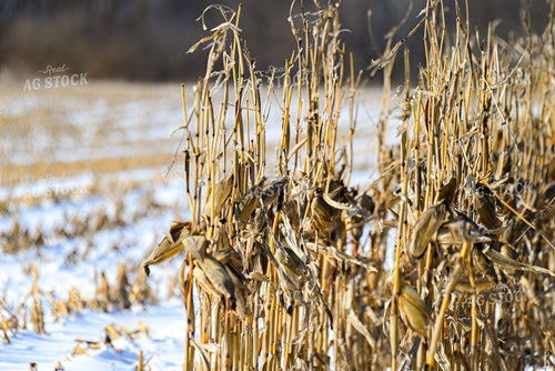 Corn Standing in Snow 166030
