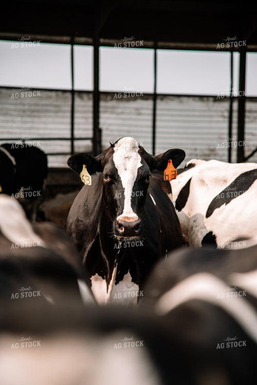 Holstein Cattle in Open Barn 137027