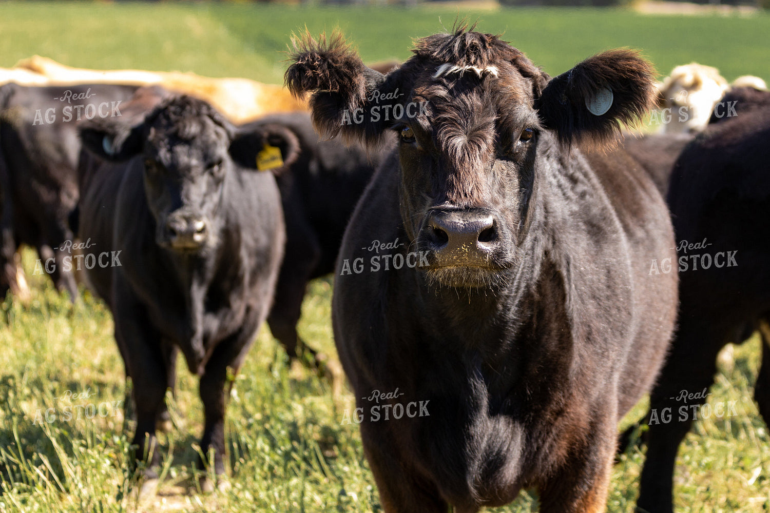 Crossbred Cattle 90091